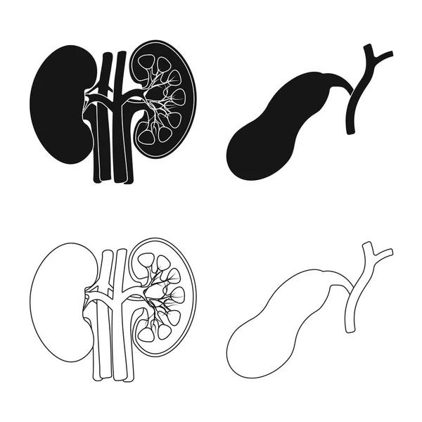 Diseño vectorial del cuerpo y el signo humano. Conjunto de ilustración de vectores de cuerpo y stock médico . — Archivo Imágenes Vectoriales