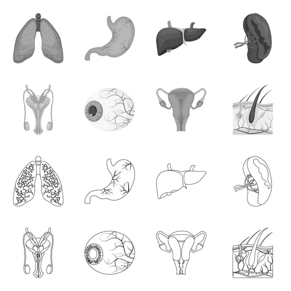 Illustration vectorielle du corps et du signe humain. Collecte de corps et de matériel médical symbole pour le web . — Image vectorielle