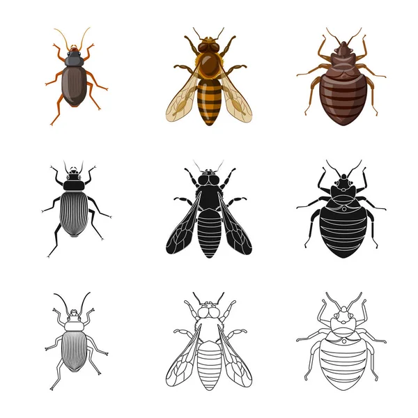 Geïsoleerde object van insecten en vliegen pictogram. Collectie van insect en element vector pictogram voor voorraad. — Stockvector