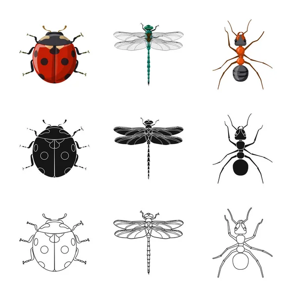 Isoliertes Insekten- und Fliegensymbol. Set von Insekten- und Elementlagersymbol für das Netz. — Stockvektor