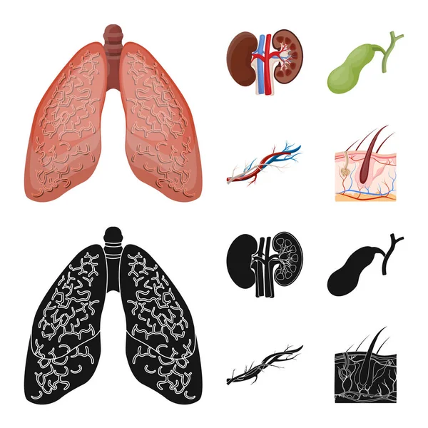 Objeto isolado de corpo e símbolo humano. Conjunto de corpo e estojo médico ilustração vetorial . — Vetor de Stock