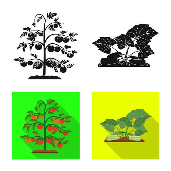 Изолированный объект с символом теплицы и растения. Набор символов парниковых и садовых запасов для интернета . — стоковый вектор