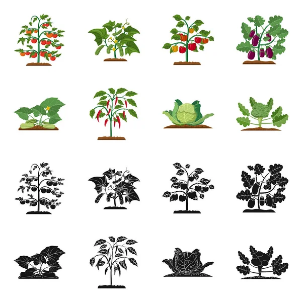 Векторный Дизайн Символа Теплицы Растения Набор Символов Парниковых Садовых Запасов — стоковый вектор