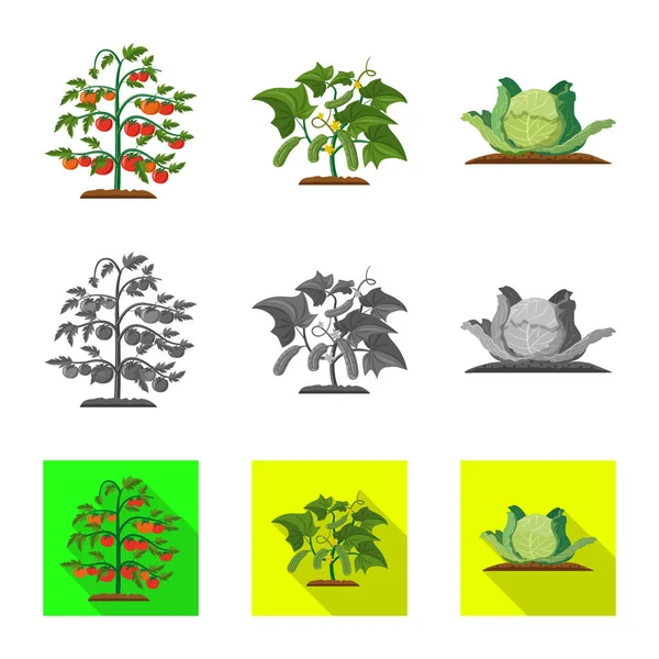 Objet isolé de serre et signe végétal. Collection de serre et le symbole stock de jardin pour le web . — Image vectorielle