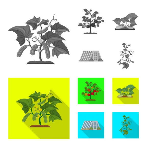 Illustration vectorielle de serre et icône végétale. Collection de serre et le symbole stock de jardin pour le web . — Image vectorielle