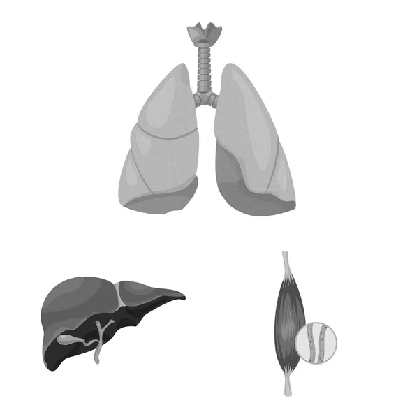 Objet isolé du corps et de l'icône humaine. Collecte de corps et icône vectorielle médicale pour stock . — Image vectorielle