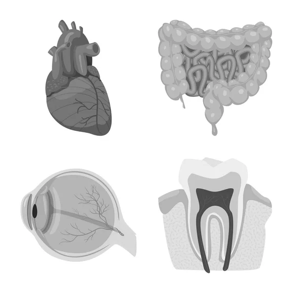 Ilustración vectorial del cuerpo y el logotipo humano. Conjunto de cuerpo y vector médico icono para stock . — Vector de stock