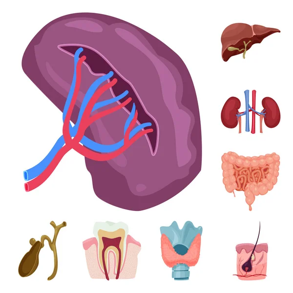 Desenho vetorial do corpo e símbolo humano. Coleção de corpo e ícone de vetor médico para estoque . — Vetor de Stock