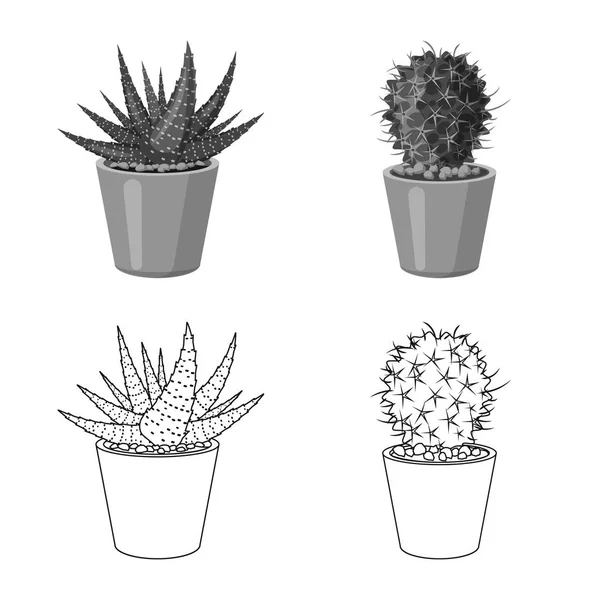 Objeto aislado de cactus y signo de maceta. Conjunto de ilustración vectorial de cactus y cactus . — Archivo Imágenes Vectoriales