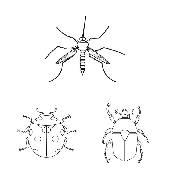 Изолированный объект с символом насекомого и мухи. Коллекция символа запаса насекомых и элементов для сети . — стоковый вектор
