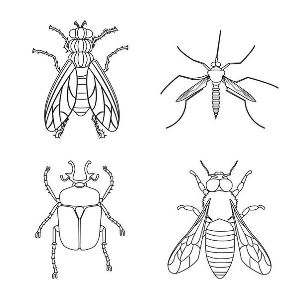 Objeto isolado de inseto e logotipo da mosca. Conjunto de ilustração vetorial de estoque de insetos e elementos . — Vetor de Stock