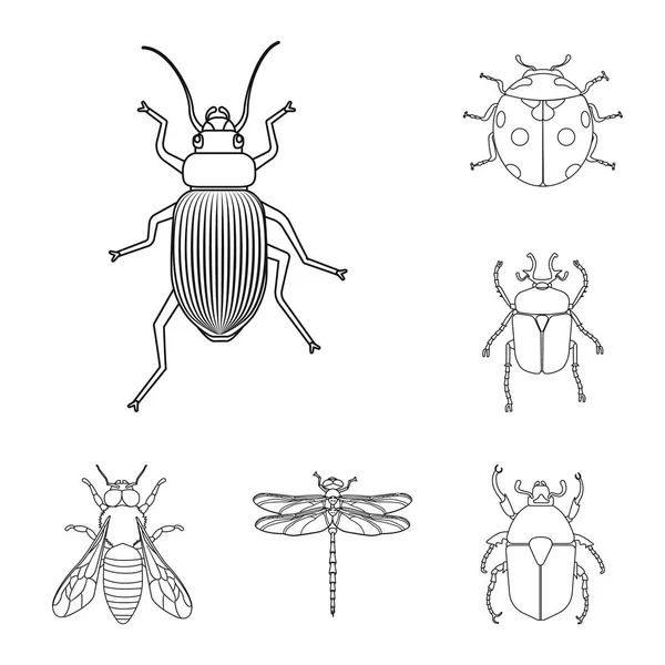 Vector design of insect and fly icon. Set of insect and element vector icon for stock. — Stock Vector