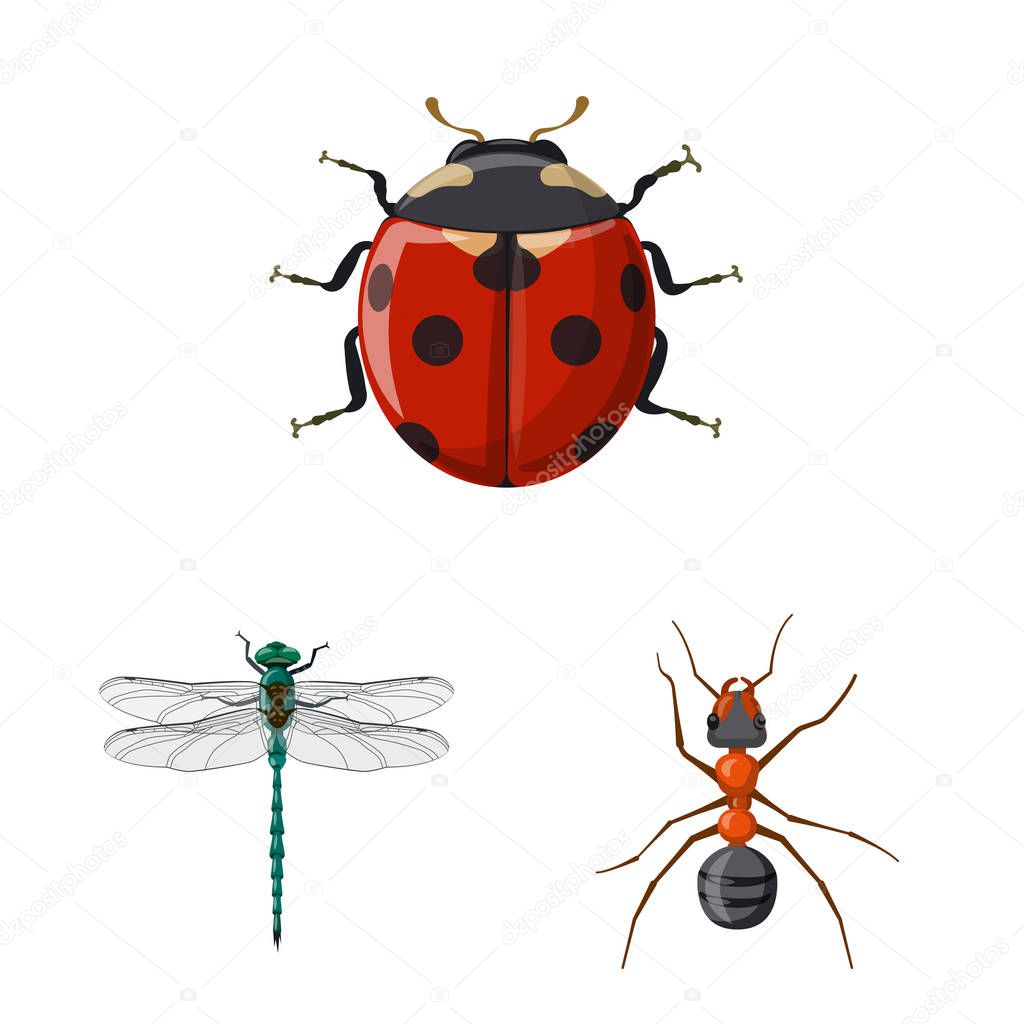 Isolated object of insect and fly icon. Collection of insect and element stock symbol for web.