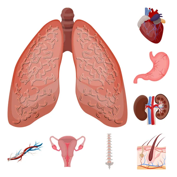 人体和人体标志的矢量设计。身体和医学股票向量例证的汇集. — 图库矢量图片