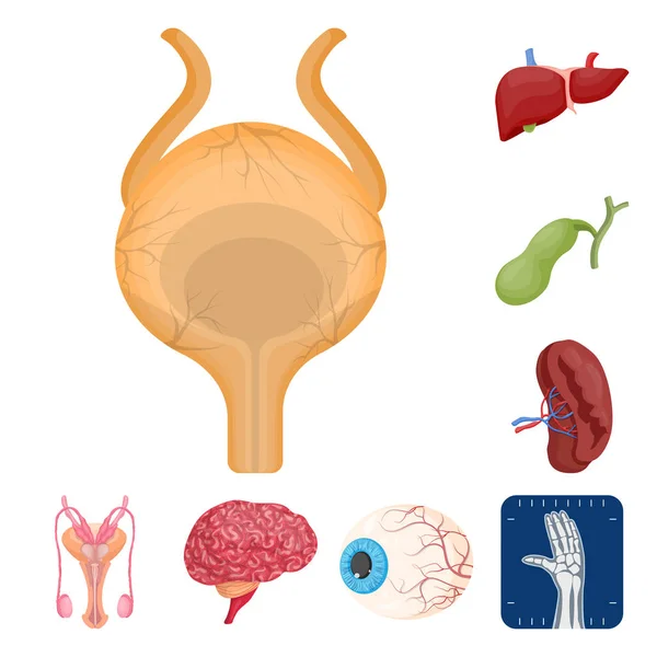 Ilustración vectorial del cuerpo y el logotipo humano. Colección de cuerpo y vector médico icono para stock . — Vector de stock