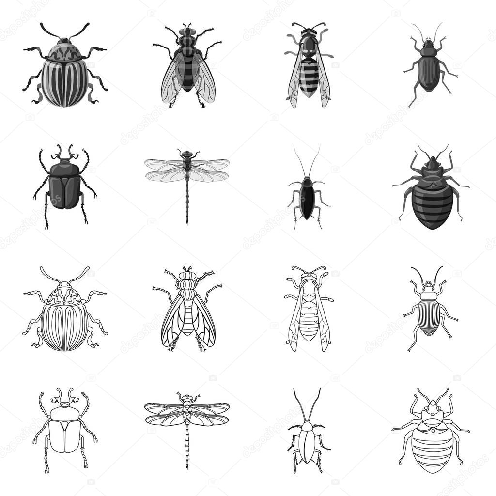 Isolated object of insect and fly icon. Set of insect and element vector icon for stock.