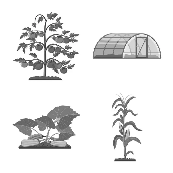 Illustrazione vettoriale della serra e del simbolo vegetale. Serie di serra e giardino stock vettoriale illustrazione . — Vettoriale Stock
