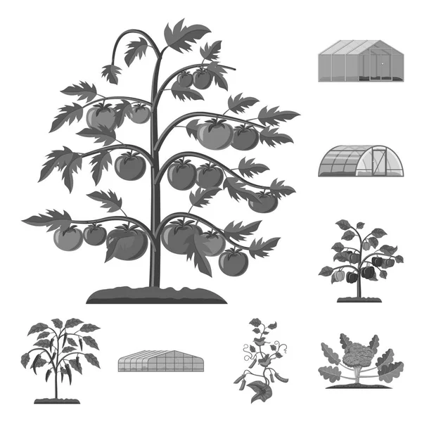 Ilustración Vectorial Del Icono Invernadero Planta Colección Invernadero Símbolo Reserva — Vector de stock