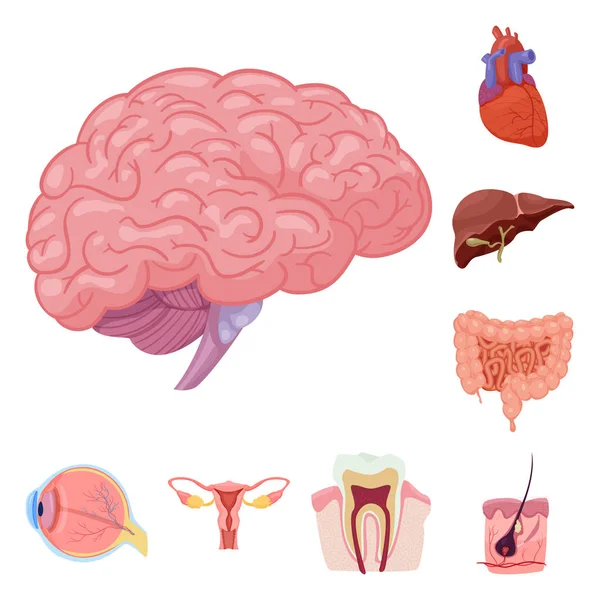 Illustrazione Vettoriale Del Corpo Dell Icona Umana Raccolta Corpo Stock — Vettoriale Stock