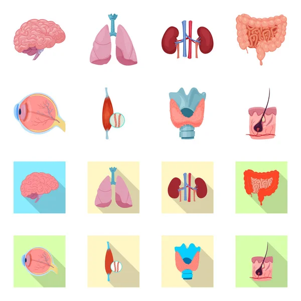 Ilustración vectorial del cuerpo y del icono humano. Conjunto de ilustración de vectores de cuerpo y stock médico . — Archivo Imágenes Vectoriales