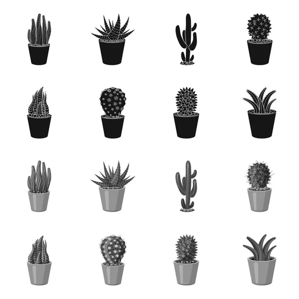 Objeto aislado de cactus y logotipo del pote. Conjunto de cactus y cactus símbolo de stock para web . — Archivo Imágenes Vectoriales