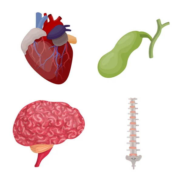 Objeto aislado del cuerpo y del icono humano. Colección de cuerpo y el símbolo de stock médico para la web . — Vector de stock