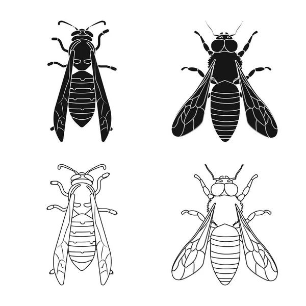 Objet isolé du logo insecte et mouche. Collecte d'insectes et d'éléments illustration vectorielle de stock . — Image vectorielle