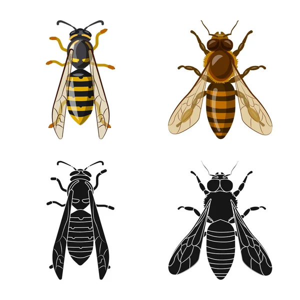 Objeto aislado de insecto e ícono de mosca. Colección de insectos y símbolo de stock de elementos para la web . — Archivo Imágenes Vectoriales