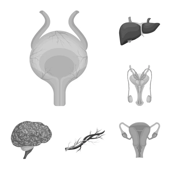 Illustrazione vettoriale del corpo e dell'icona umana. Raccolta di corpo e stock simbolo medico per il web . — Vettoriale Stock