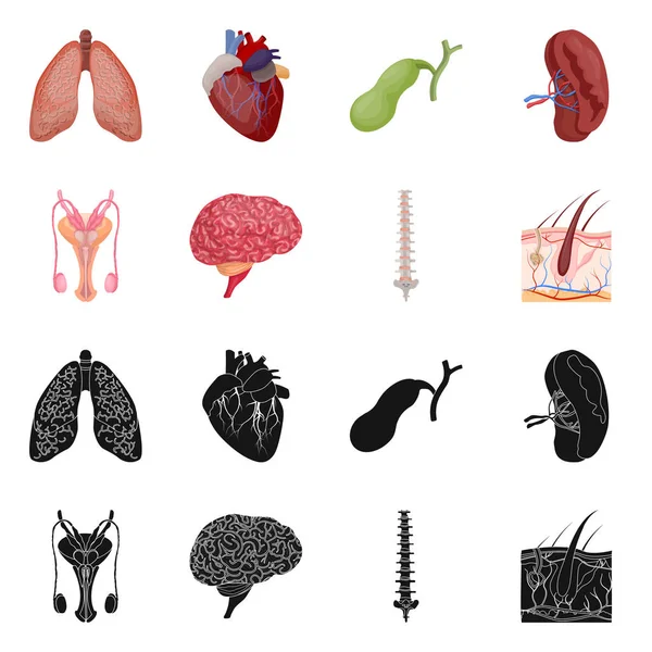 Diseño vectorial del cuerpo y el logotipo humano. Conjunto de ilustración de vectores de cuerpo y stock médico . — Archivo Imágenes Vectoriales