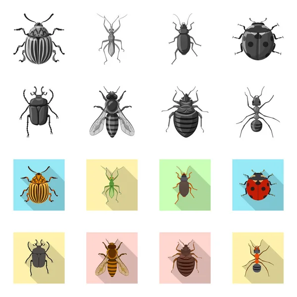 Objeto aislado de insecto y mosca símbolo. Conjunto de icono de vector de insectos y elementos para stock . — Archivo Imágenes Vectoriales