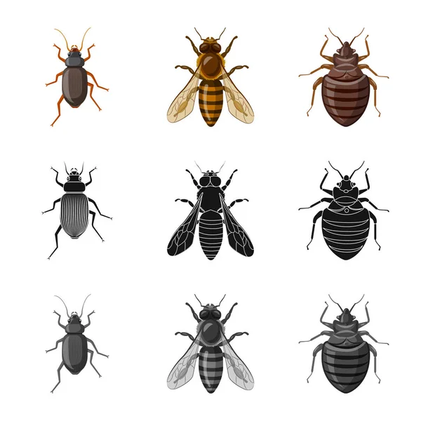 Ilustração vetorial de inseto e mosca símbolo. Conjunto de ilustração vetorial de estoque de insetos e elementos . — Vetor de Stock
