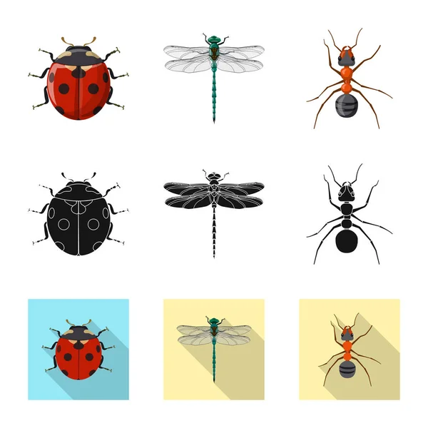 Objeto aislado de insecto y mosca símbolo. Conjunto de icono de vector de insectos y elementos para stock . — Archivo Imágenes Vectoriales