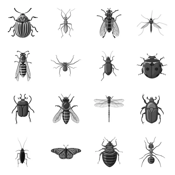 Vector design of insect and fly symbol. Collection of insect and element stock vector illustration. — Stock Vector