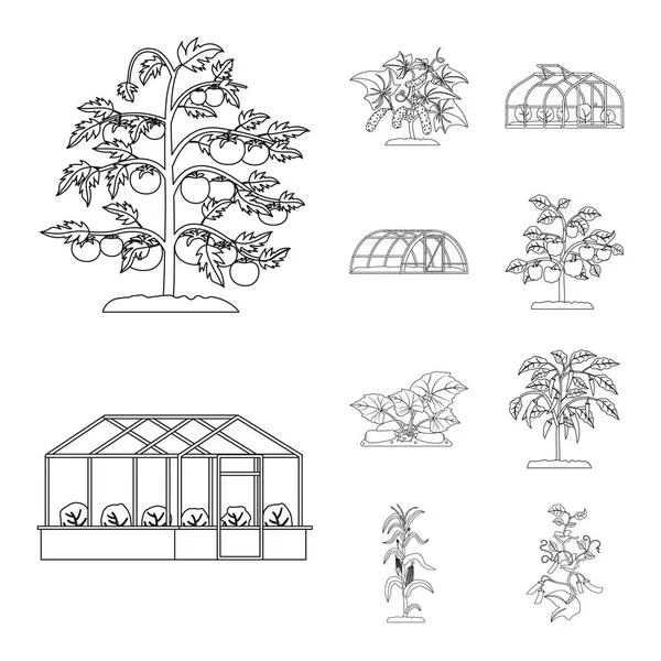 Na białym tle obiekt symbolu cieplarnianych i roślin. Kolekcja cieplarnianych i ogród symbol giełdowy dla sieci web. — Wektor stockowy