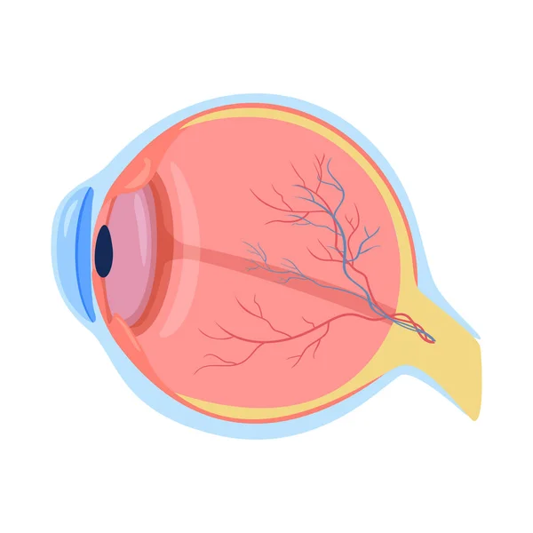 Diseño vectorial del cuerpo y el icono humano. Colección de cuerpo y el símbolo de stock médico para la web . — Archivo Imágenes Vectoriales