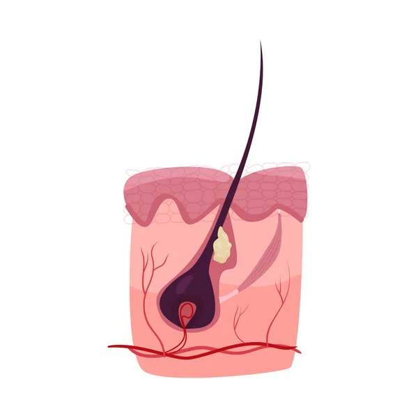 Design vetorial de corpo e ícone humano. Conjunto de corpo e estojo médico ilustração vetorial . — Vetor de Stock