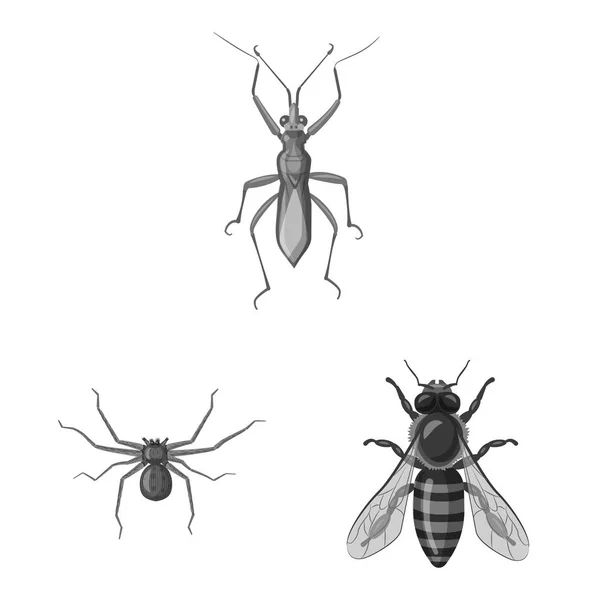 Ilustración vectorial del signo de insectos y moscas. Colección de insectos y vector de stock de elementos ilustración . — Archivo Imágenes Vectoriales