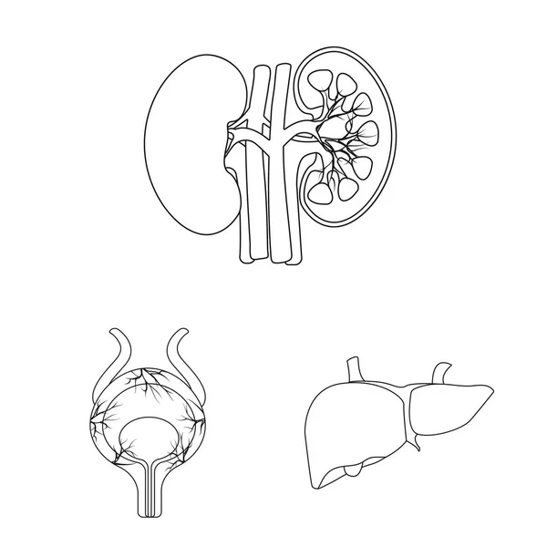 Diseño vectorial del cuerpo y el signo humano. Conjunto de ilustración de vectores de cuerpo y stock médico . — Vector de stock