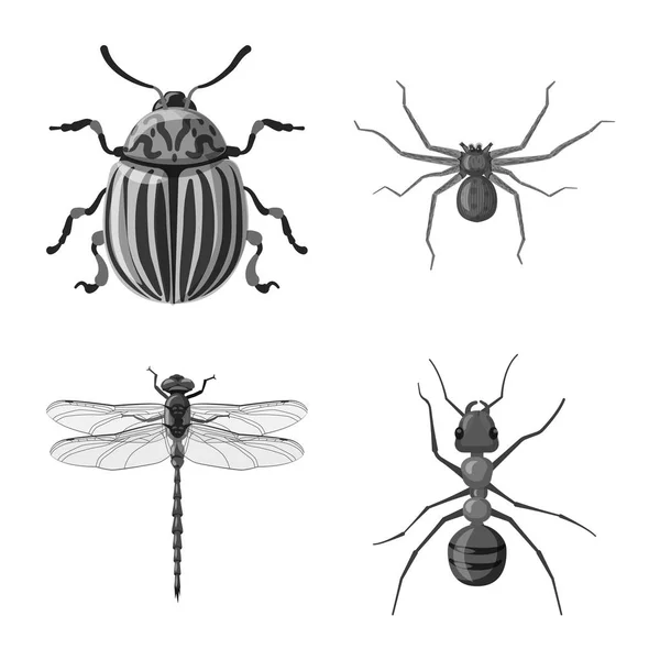 Geïsoleerde object van insecten en vliegen logo. Collectie van insect en element voorraad vectorillustratie. — Stockvector