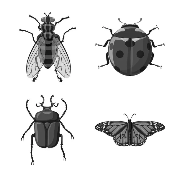 Diseño vectorial del símbolo de insectos y moscas. Colección de insectos y vector de stock de elementos ilustración . — Archivo Imágenes Vectoriales