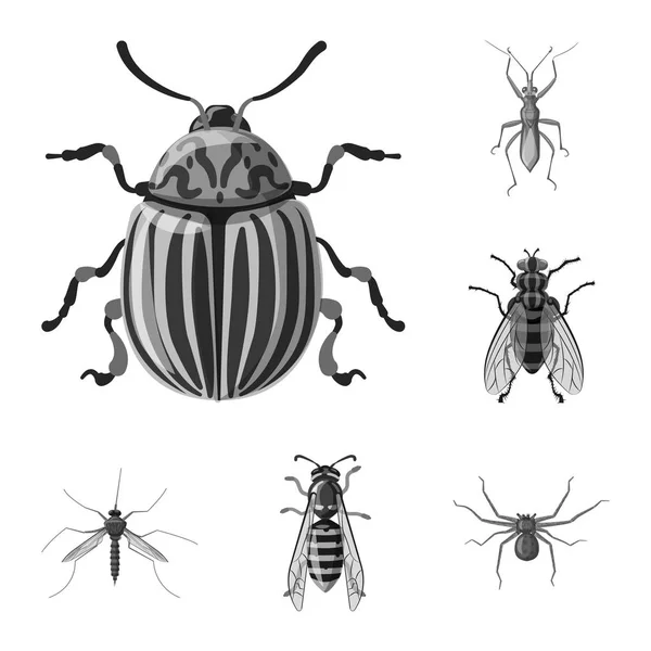 Векторная иллюстрация значка насекомого и мухи. Набор символов запаса насекомых и элементов для паутины . — стоковый вектор