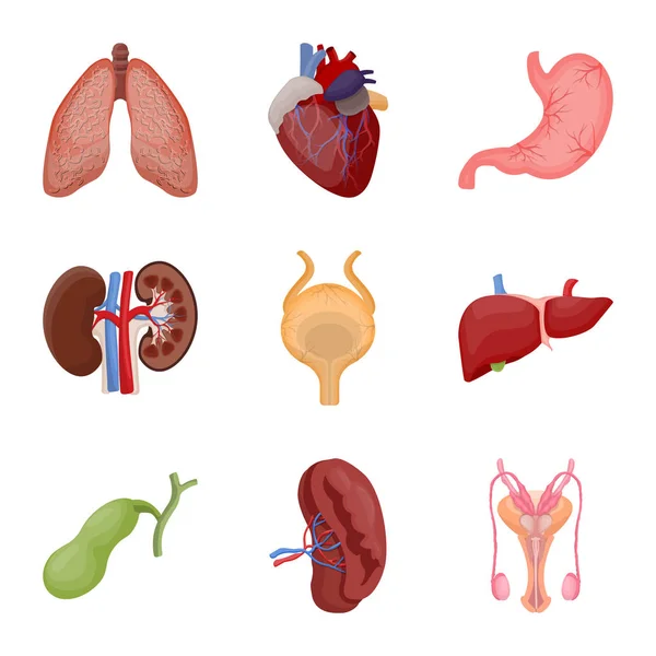 Ilustración vectorial del cuerpo y del símbolo humano. Colección de cuerpo y vector médico icono para stock . — Archivo Imágenes Vectoriales