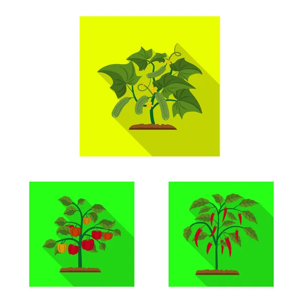 Na białym tle obiekt roślin cieplarnianych i ikony. Kolekcja cieplarnianych i ogród symbol giełdowy dla sieci web. — Wektor stockowy
