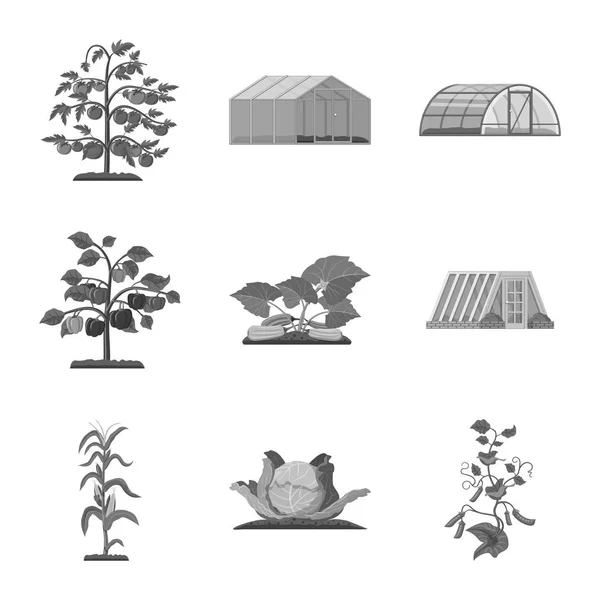 Diseño vectorial del icono de invernadero y planta. Conjunto de ilustración vectorial de invernadero y jardín . — Vector de stock