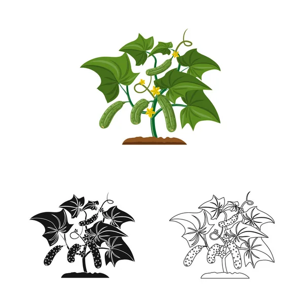 Ilustracja wektorowa roślin cieplarnianych i logo. Zestaw cieplarnianych i ogród wektor ikona na magazynie. — Wektor stockowy