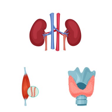 Vücut ve insan simge vektör tasarımı. Vücut ve web için tıbbi hisse senedi simgesi toplama.