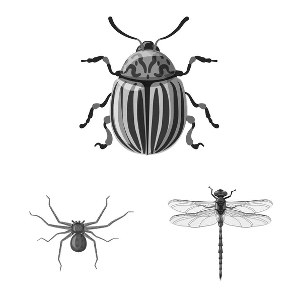 Projekt wektor znak owadów i mucha. Zbiór owadów i elementu symbol giełdowy dla sieci web. — Wektor stockowy