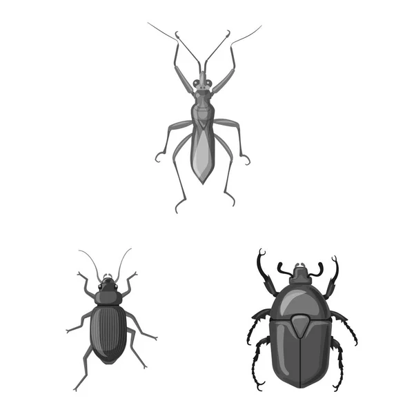 Vektorillustration von Insekten- und Fliegensymbol. Set von Insekten- und Elementvektorsymbolen für Aktien. — Stockvektor