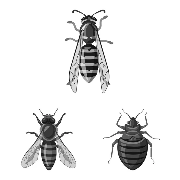 Objek Serangga Yang Terisolasi Dan Simbol Lalat Set Dari Simbol - Stok Vektor